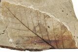 Fossil Leaf (Fagus, Pinus) Plate - McAbee, BC #226096-1